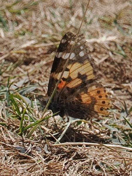 Distelvlinder (Vanessa cardui)